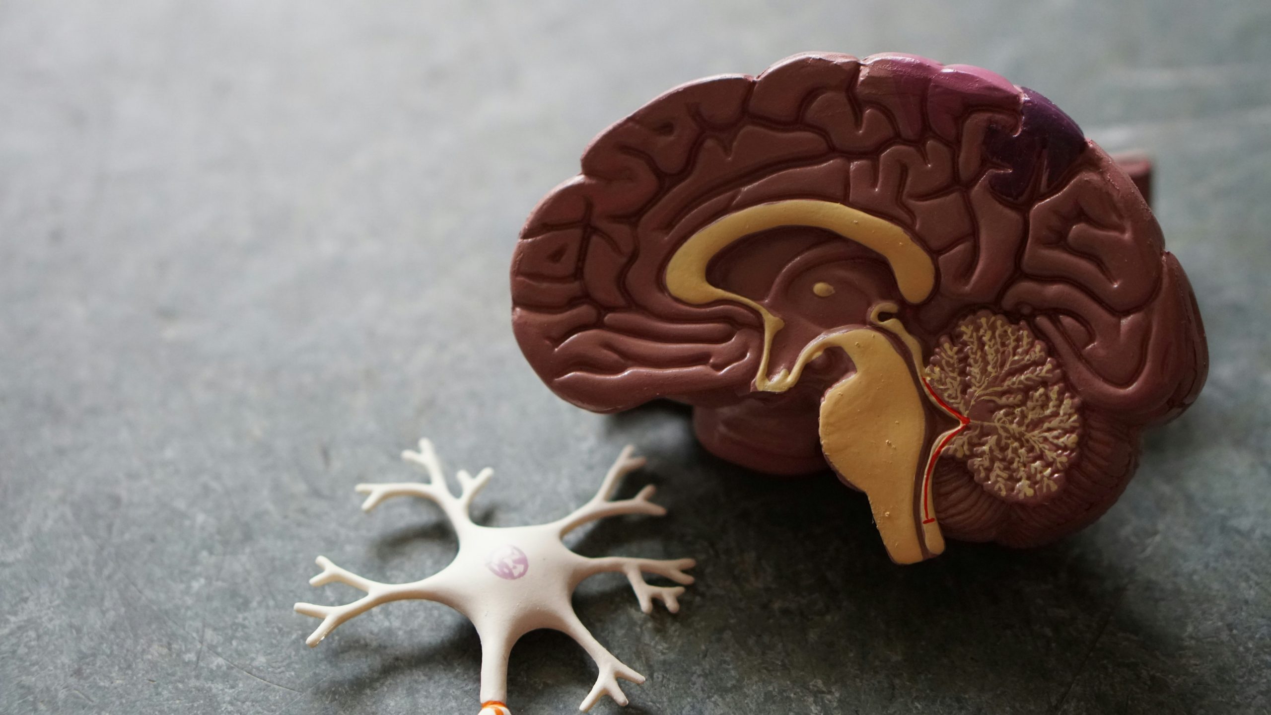 Understanding Brain Tumours: Brain Tumour History Month